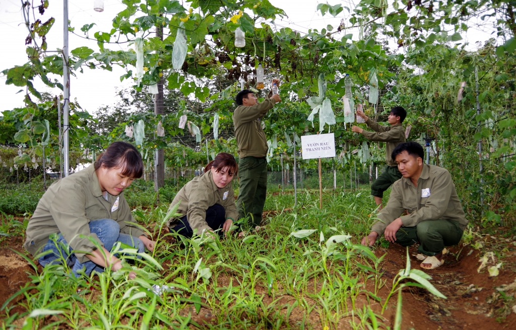 Đoàn viên, thanh niên Binh đoàn 16 tăng gia sản xuất sau giờ làm việc