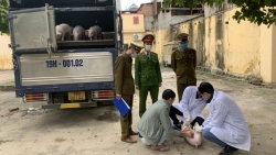 Quản lý thị trường Bắc Giang phát hiện, tiêu hủy 40 con lợn mắc dịch tả lợn Châu Phi