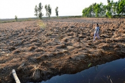 Chủ động ứng phó xâm nhập mặn, thiếu nước tại Đồng bằng sông Cửu Long