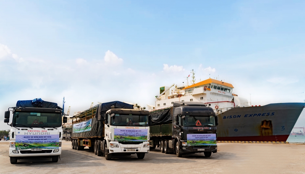 Đoàn xe hơn 80 chiếc tập kết tại cảng Dung Quất, sẵn sàng để đưa hơn 2.100 bò sữa nhập khẩu từ Mỹ về trang trại mới của Vinamilk tại Quảng Ngãi