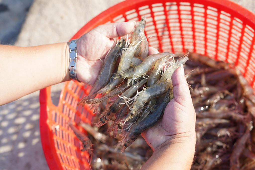 Grobest đồng hành cùng người nuôi tôm “chuyển mình thành công” với công nghệ Gro-farm