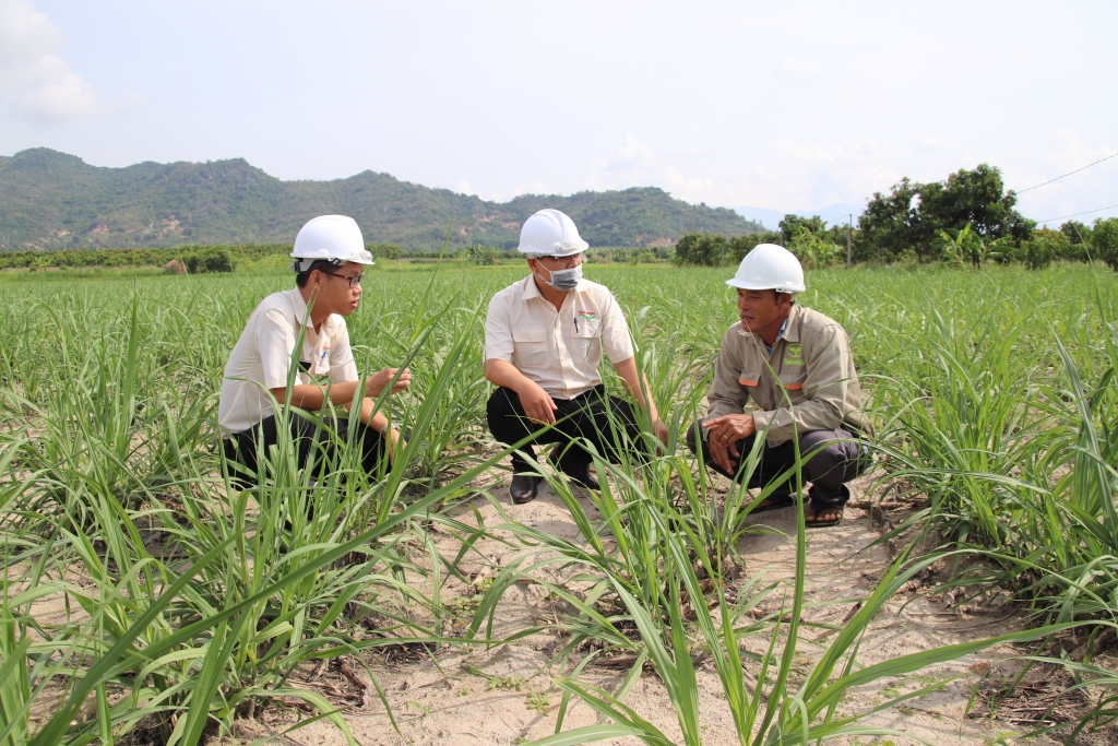 Cán bộ kỹ thuật của Vietsugar thăm đồng mía non của hộ dân ở huyện Cam Lâm (Khánh Hòa) đang chuẩn bị cho niên vụ mới 