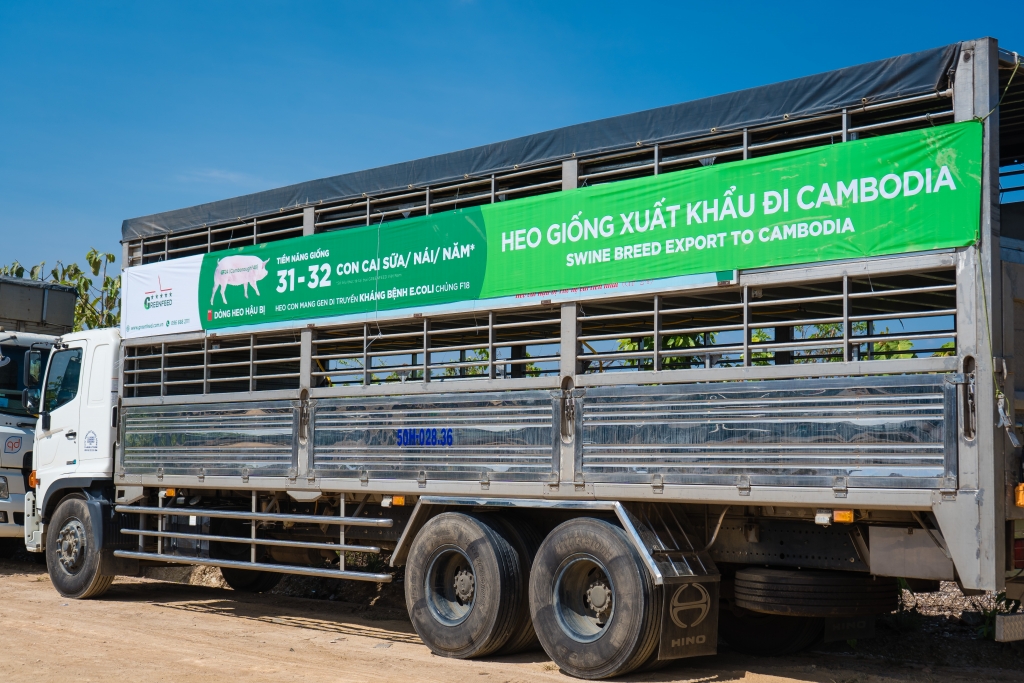 GREENFEED xuất khẩu heo giống chất lượng cao