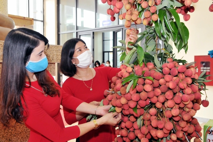 Lazada hợp tác cùng các đối tác hỗ trợ tiêu thụ vải thiều Bắc Giang