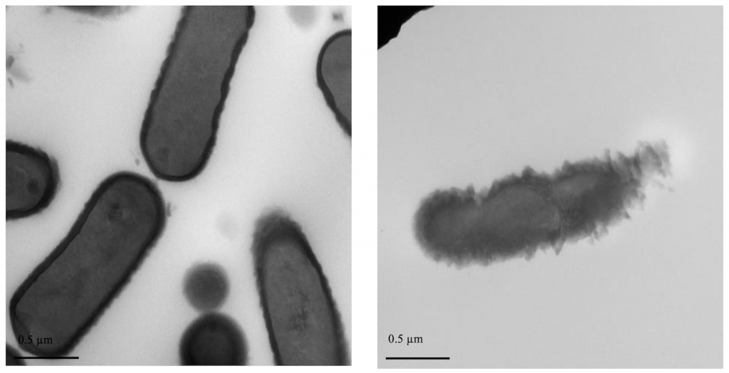 Trái: vi khuẩn Listeria ở trạng thái sống và với màng tế bào vẹn toàn. Phải: vi khuẩn đó sau khi tiếp xúc với Plantacyclin B21AG, ở trạng thái chết và với màng tế bào bị phá hủy. (Hình: Tiến sĩ Elvina Parlindungan)