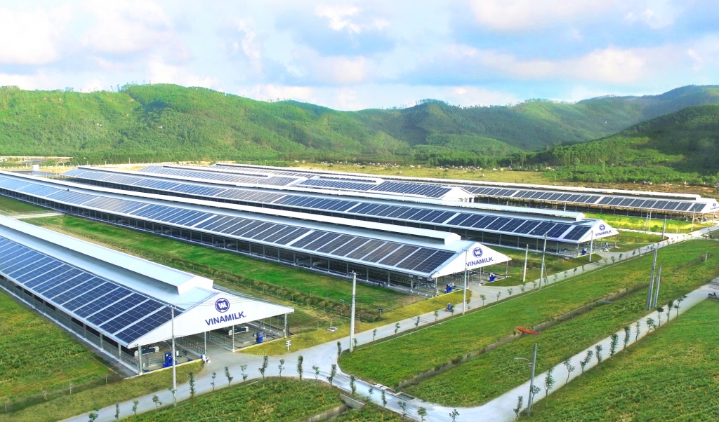 Trang trại Vinamilk Green Farm tại Quảng Ngãi có quy mô đàn bò sữa 4.000 con