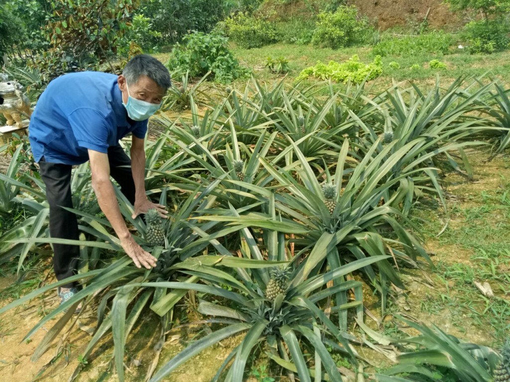 Gia đình ông Trần Xuân Lý (Sơn Hồng, Hương Sơn, Hà Tĩnh) đã thu được 1,2 tấn dứa nhờ tham gia dự án. Ông được dự án SIPA cung cấp giống dứa, cỏ lạc dại tập huấn kỹ thuật để trồng dứa và cỏ lạc dại trên các đường đồng mức trong vườn đồi của ông, xen canh giữa những cây cam bưởi. Cũng nhờ đó, đất vườn được giữ ẩm, giữ chất dinh dưỡng, cây cam, bưởi phát triển tốt hơn