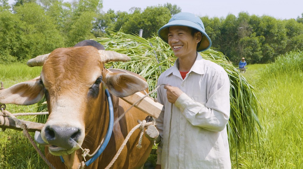 Nhờ tham gia dự án, anh Nguyễn Duy Sinh (Sơn Tiến, Hương Sơn, Hà Tĩnh) đã được hướng dẫn và hỗ trợ trồng cỏ chịu hạn. Đến nay, 5 con bò của anh lớn nhanh, không bị ốm bệnh