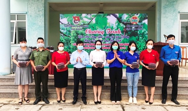 Chương trình hỗ trợ tiêu thụ nho hạ đen cho người dân xã Đức Hồng, huyện Trùng Khánh