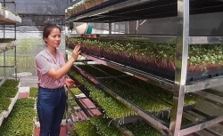 Rau mầm Thanh Hà - Khẳng định giá trị của sản xuất nông nghiệp sạch