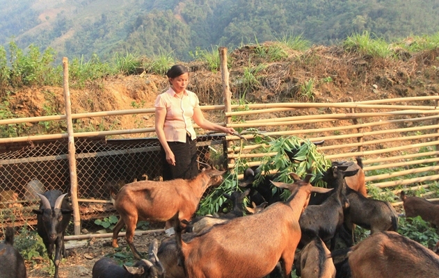 Từ nguồn vốn vay, chị Lò Thị Danh ở bản Phiêng Luông 1, xã Nậm Hàng, huyện Nậm Nhùn đầu từ phát triển mô hình chăn nuôi dê đem lại thu nhập cao