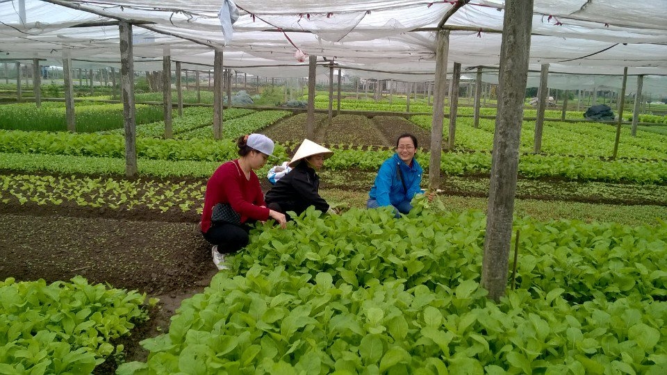 Mô hình trồng rau, quả an toàn, hữu cơ của Công ty CP sản xuất và kinh doanh thực phẩm an toàn Vinh Hà góp phần nâng cao đời sống cho nhiều hộ dân nơi đây