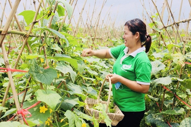 Mô hình trồng rau an toàn, hữu cơ của Công ty CP Vinh Hà (xã Hồng Thái, huyện Phú Xuyên) cho thu nhập cao