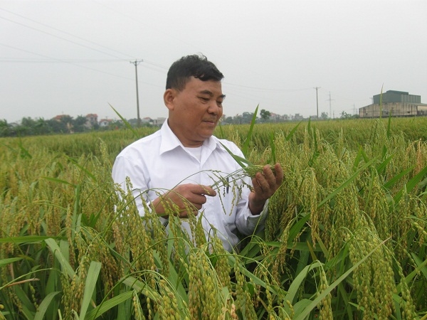Người nông dân Tam Hưng chăm chút từng cây lúa, hạt gạo