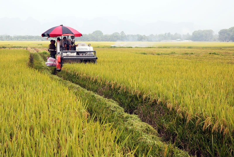 Thu hoạch lúa chất lượng cao tại xã Tam Hưng