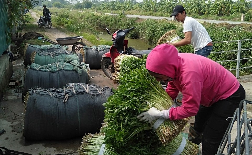 Người dân xã Khai Thái thu hoạch rau cần