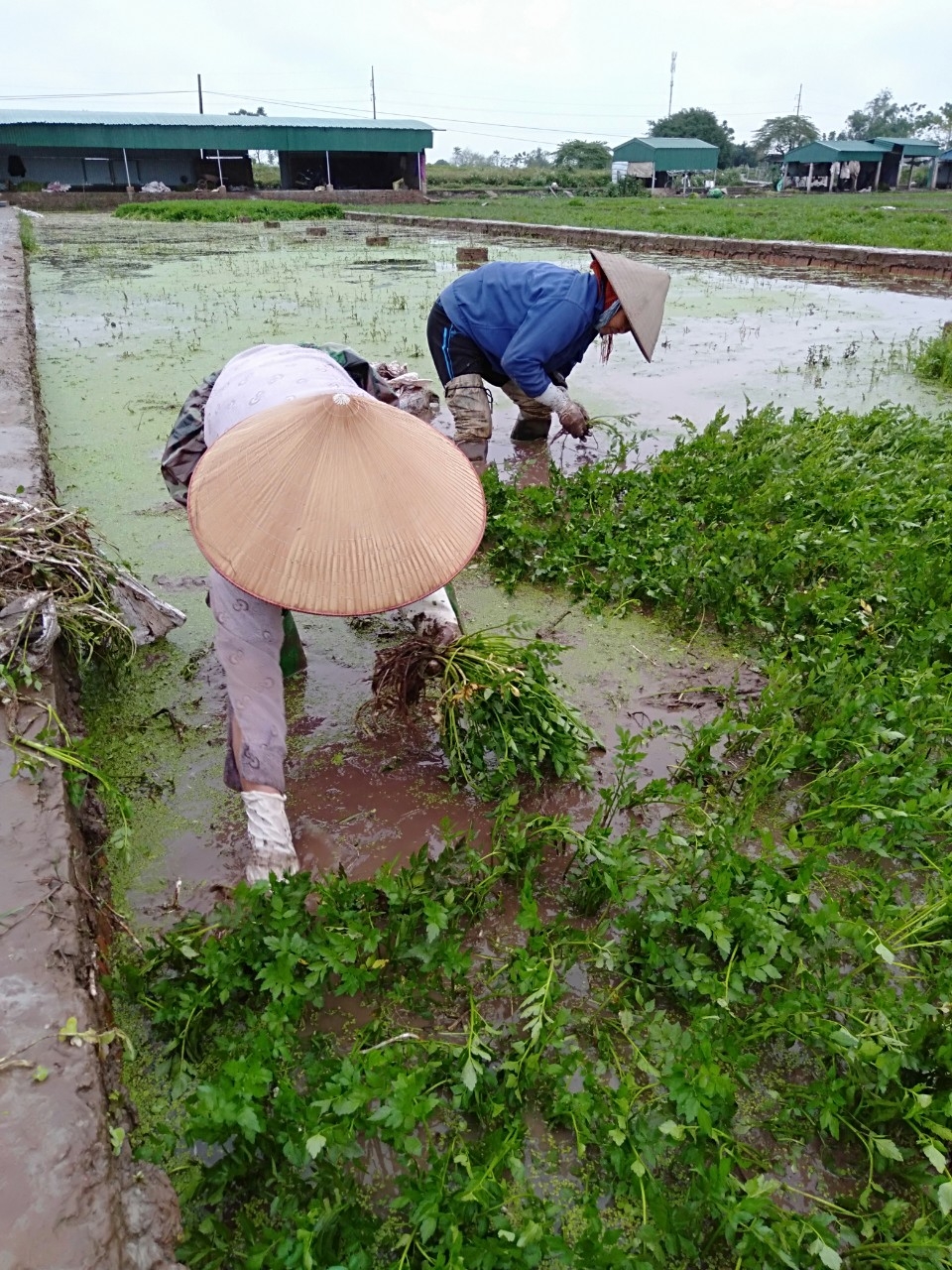 Người dân xã Khai Thái thu hoạch rau cần