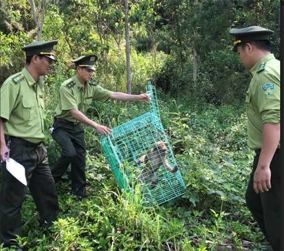 Lực lượng chức năng thả cá thể động vật rừng về môi trường tự nhiên; Ảnh: Kim Ngân