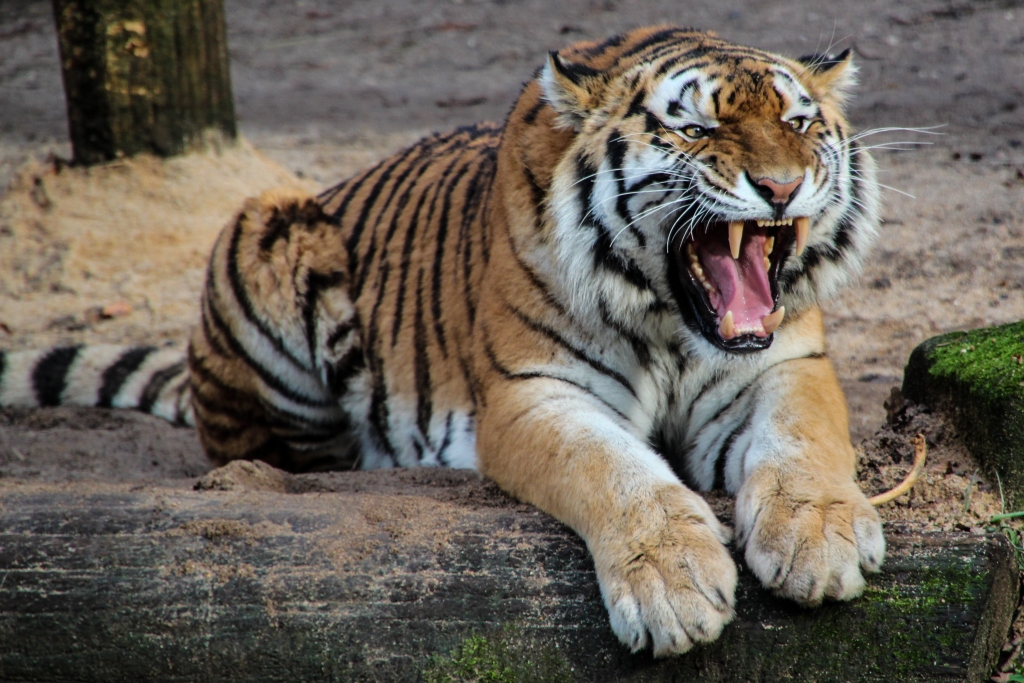 Hổ Đông Dương hay hổ Corbett đã không còn được ghi nhận tồn tại trong môi trường hoang dã ở Việt Nam kể từ năm 1997