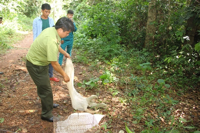 Hạt Kiểm lâm Khu bảo tồn thiên nhiên văn hóa Đồng Nai thả cá thể kỳ đà vân về rừng