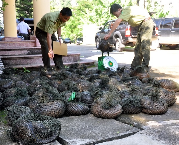 Lực lượng chức năng bắt giữ một vụ buôn bán động vật hoang dã