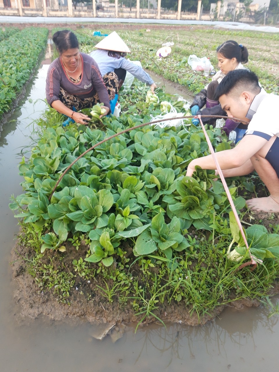 Thành viên Hợp tác xã Ba Chữ thu hoạch rau