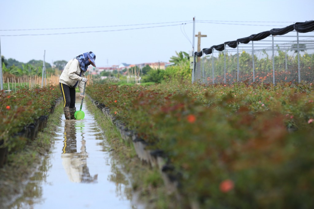 Hà Nội đã có nhiều cơ chế, chính sách thúc đẩy ngành kinh tế trang trại phát triển (Ảnh: Bảo Hùng)