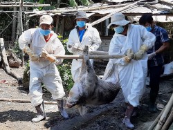 Triển khai quyết liệt, đồng bộ các giải pháp phòng, chống bệnh dịch tả lợn châu Phi