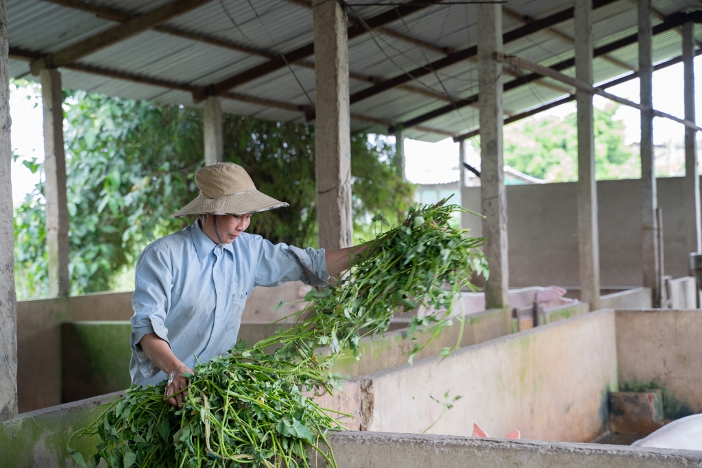 Một trong những câu chuyện truyền cảm hứng tại đây là chị Lê Hồng Hớn (xã An Bình Tây, huyện Ba Tri, tỉnh Bến Tre) - mẹ đơn thân, một mình chăn nuôi lo cho con trai ăn học. Dù hoàn cảnh khó khăn, chị vẫn kiên trì học tập các cách thức chăn nuôi mới và độn