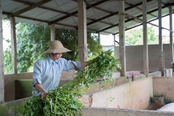 Góp phần cải thiện sinh kế, giúp phụ nữ nông thôn thoát nghèo bền vững