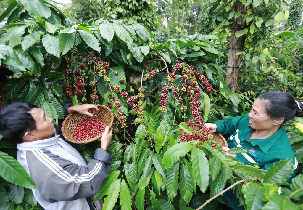 Nestlé đi tiên phong xây dựng nông nghiệp tái sinh thông qua dự án NESCAFÉ Plan