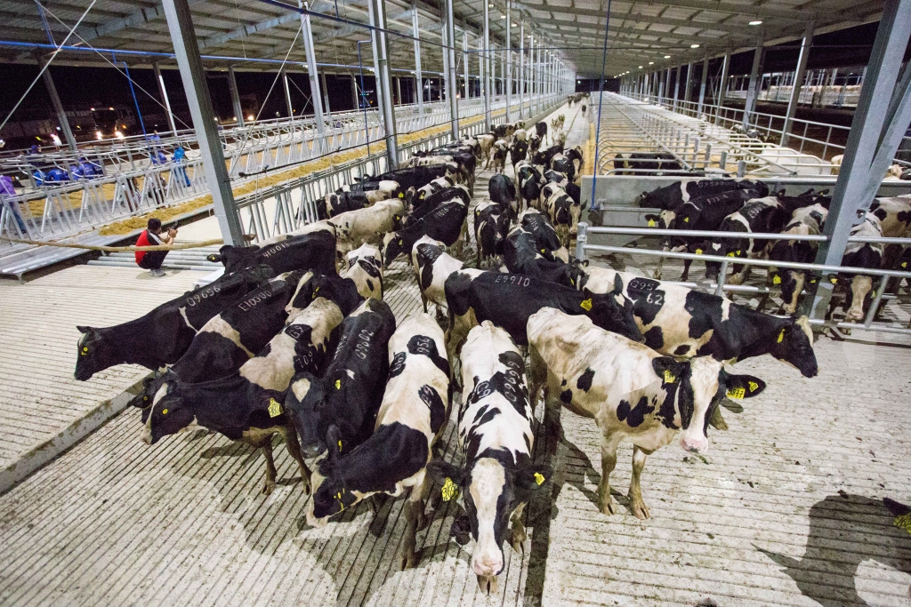 Lễ đón đàn bò sữa cao sản về trang trại TH tại Phú Yên