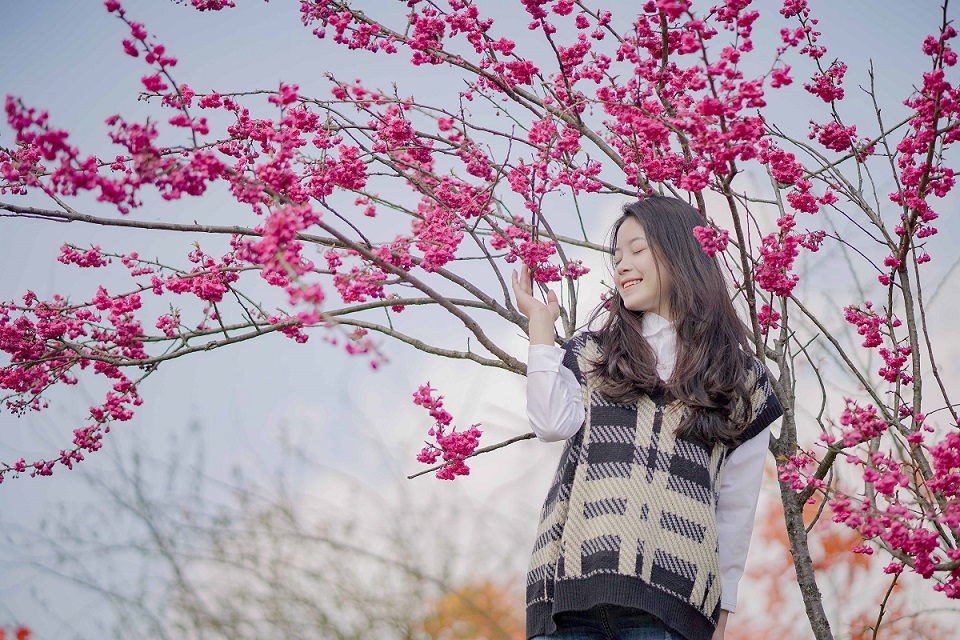 Lên Sa Pa ngắm mai anh đào Nhật Bản đẹp tựa chốn Phù Tang