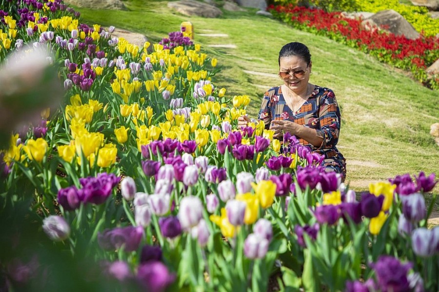 Ngắm hoa tulip lần đầu khoe sắc trên đỉnh núi Bà Đen Tây Ninh