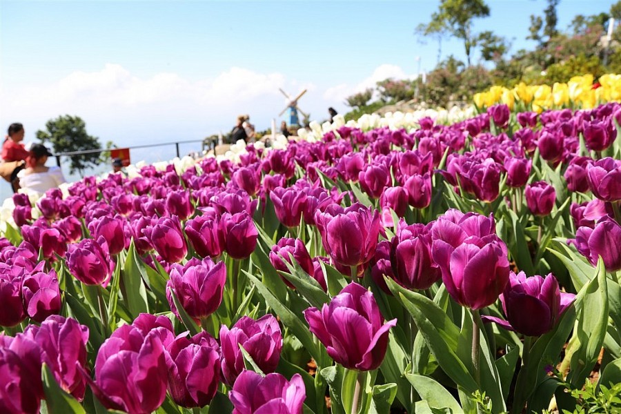 Ngắm hoa tulip lần đầu khoe sắc trên đỉnh núi Bà Đen Tây Ninh