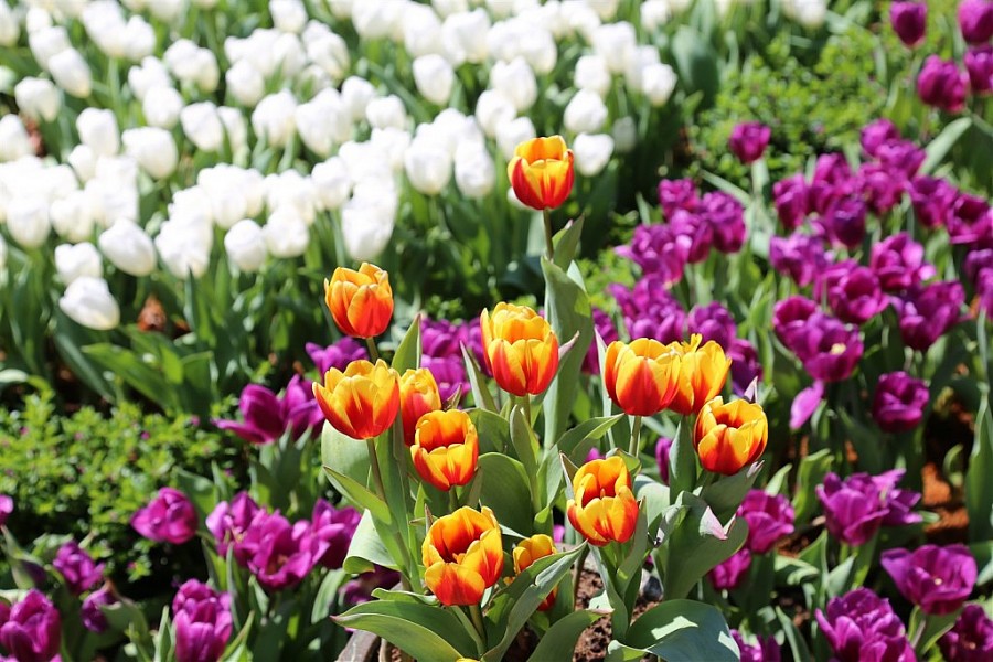 Ngắm hoa tulip lần đầu khoe sắc trên đỉnh núi Bà Đen Tây Ninh