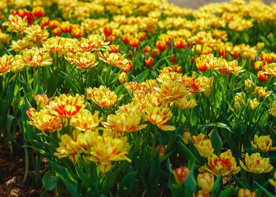 Ngắm hoa tulip lần đầu khoe sắc trên đỉnh núi Bà Đen Tây Ninh