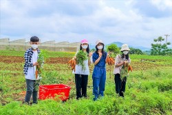 Trường TH School TP Vinh tổ chức trải nghiệm tại nông trại xanh