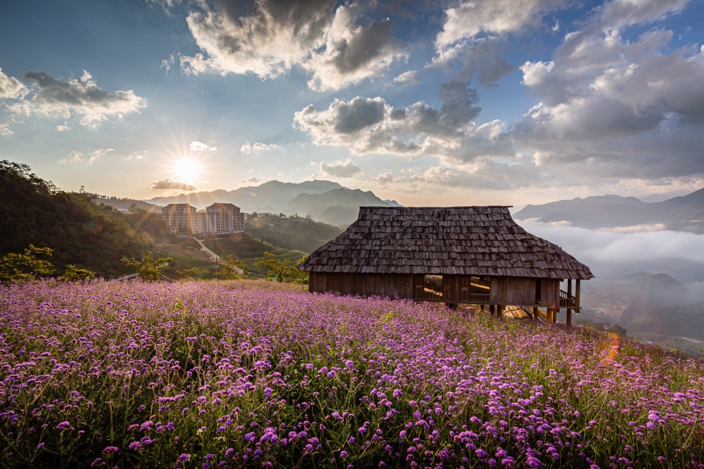 Đồi hoa tím rộng 15.000m2 tại KDL Sun World Fansipan Legend