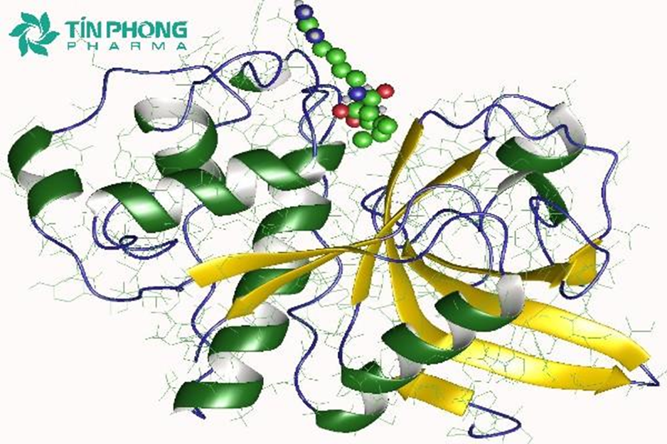 Dược Tín Phong cùng với các cơ sở liên quan chiết xuất thành công và đưa hoạt chất Actinidin vào cải thiện sự hấp thu cho ông bà Dược Tín Phong cùng với các cơ sở liên quan chiết xuất thành công và đưa hoạt chất Actinidin vào cải thiện sự hấp thu cho ông bà