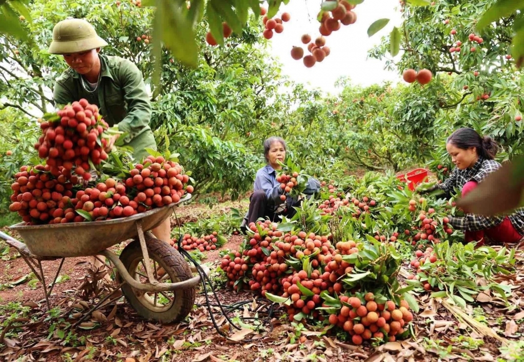 Nông sản lên sàn, không còn là câu chuyện “giải cứu”