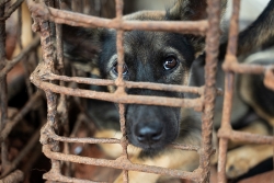 Four Paws đóng cửa một lò mổ lớn chuyên cung cấp thịt chó ở Campuchia