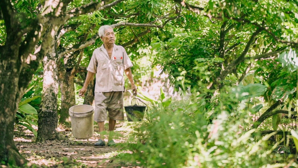 Quy trình trồng nhãn phải trải qua nhiều công đoạn vất vả