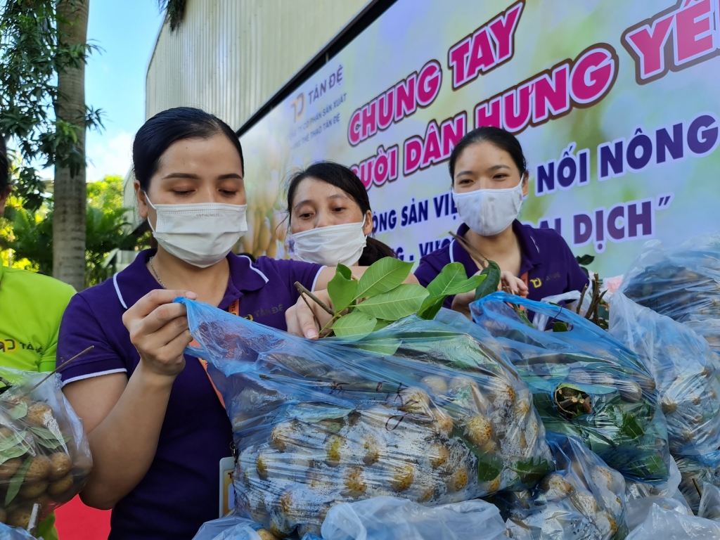 Tân Đệ hỗ trợ người trồng nhãn Hưng Yên nâng cao giá trị nông sản Việt