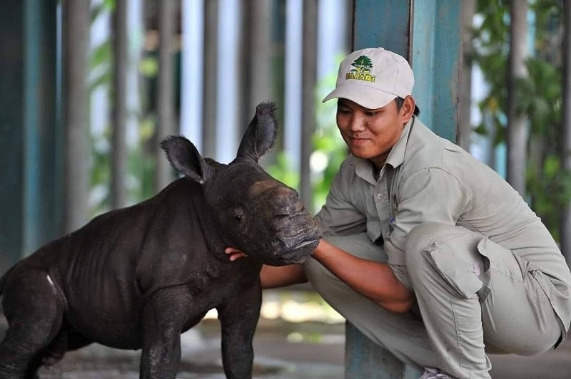 Vinpearl Safari hồi sinh thần kỳ cho gấu ngựa