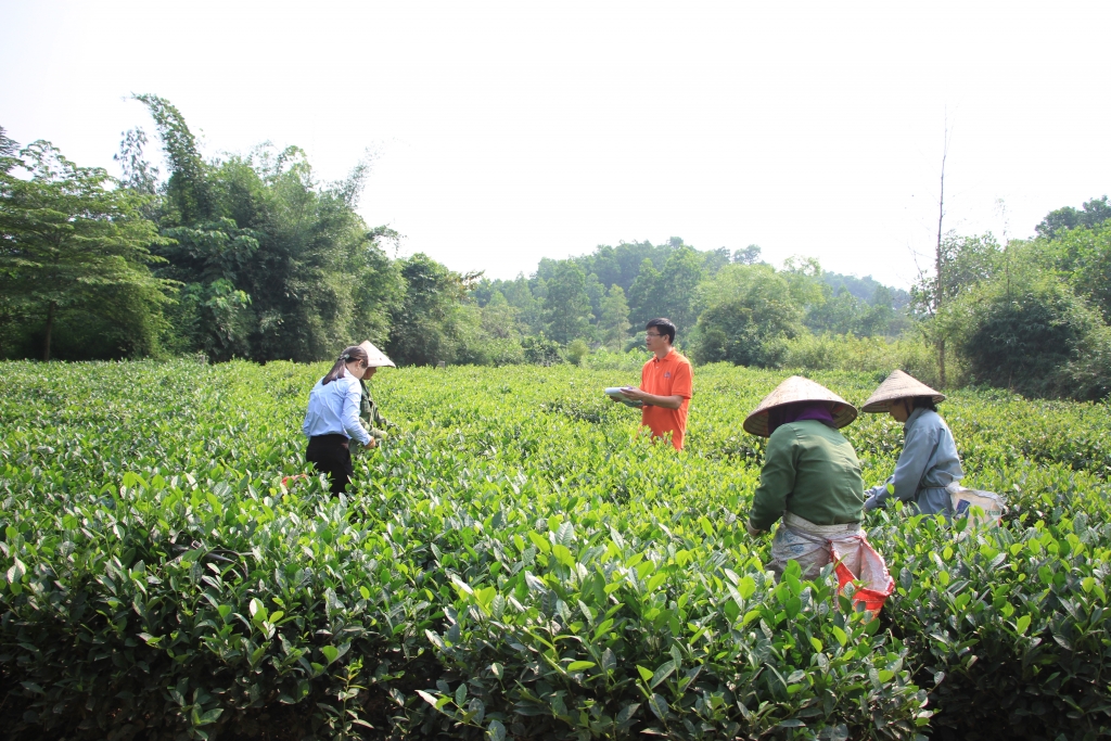 Cán bộ Công ty Núi Pháo khảo sát mô hình thâm canh chè an toàn vay vốn hỗ trợ phục hồi kinh tế.
