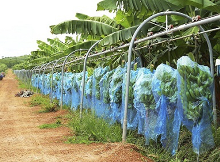  Hệ thống ròng rọc thu hoạch chuối