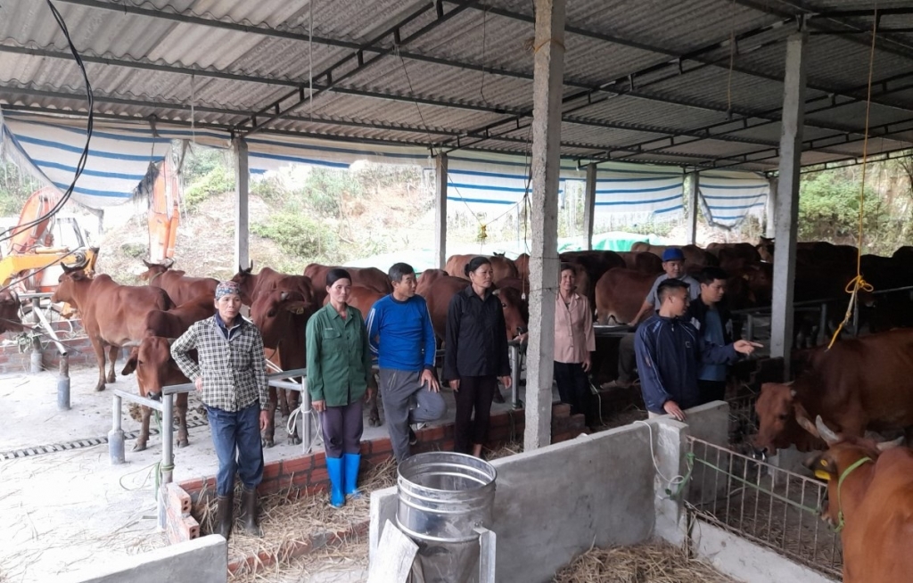 Nông dẫn xã Ngọc Mỹ vui mừng nhận bàn giao 50 con bò đang mang thai