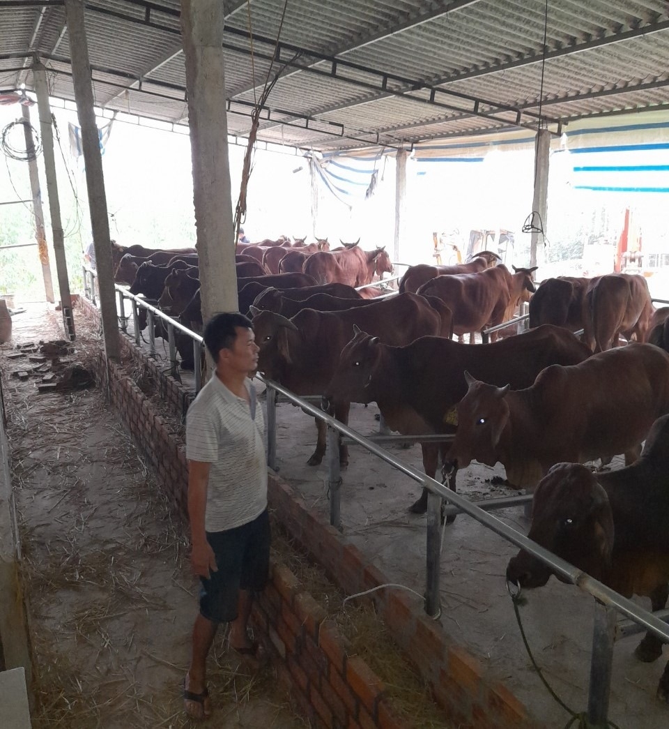 Nông dẫn xã Ngọc Mỹ vui mừng nhận bàn giao 50 con bò đang mang thai