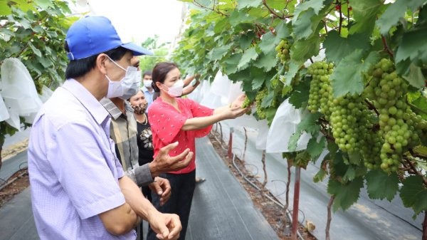 Trung tâm Khuyến nông Hà Nội luôn tích cực hỗ trợ bà con nông dân chăm sóc và phát triển cây trồng Trung tâm Khuyến nông Hà Nội luôn tích cực hỗ trợ bà con nông dân chăm sóc và phát triển cây trồng